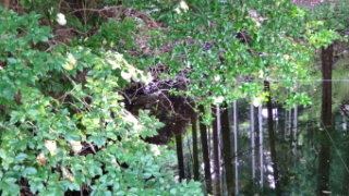 市森神社の参道沿いのため池