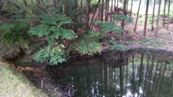 市森神社の参道沿いのため池