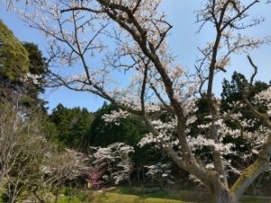 お花見