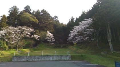 つくしと桜